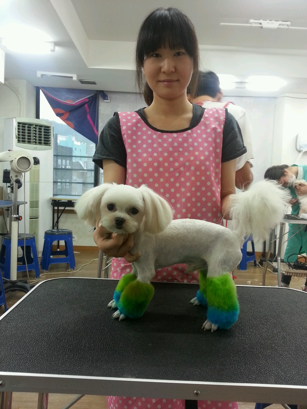 중앙애견미용학원 이미지