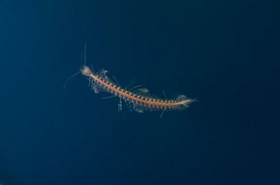 블루홀(BLUE HOLE) 이미지