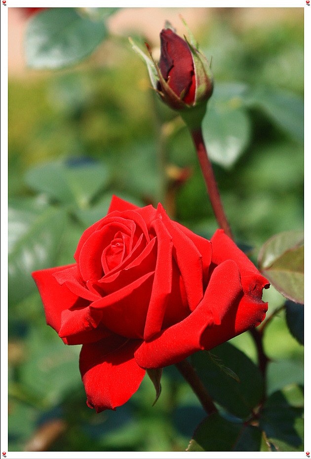RoseDay 이미지