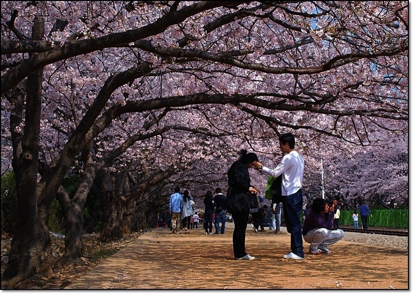 진해 이미지