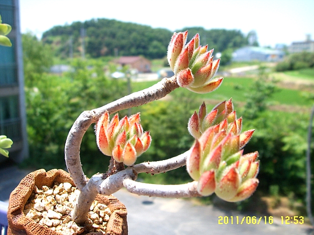 꽃뜨락 이미지