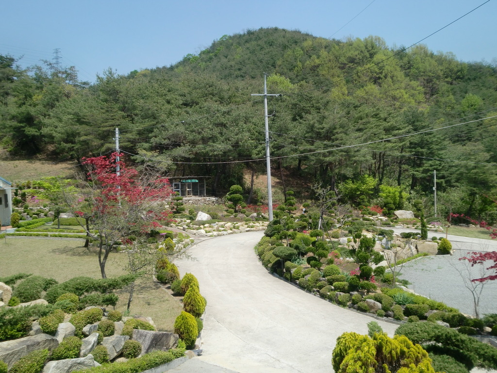 매실농원 이미지