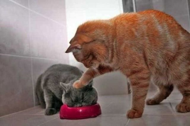 밥먹는 고양이.jpg | 인스티즈