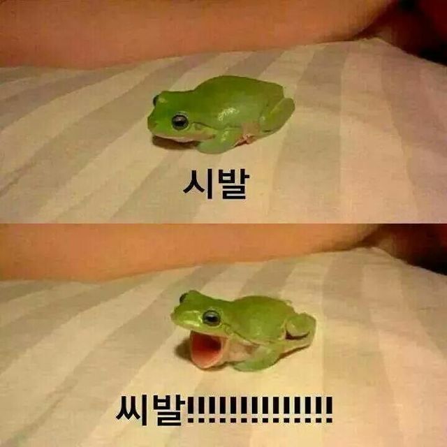 본인은 어느 개구리가 더 맘에 듦? | 인스티즈