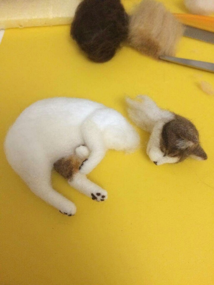 고양이 태어나는 과정 | 인스티즈
