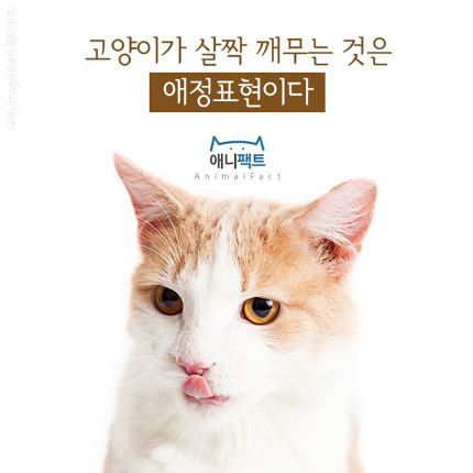 고양이가 살짝 깨무는 것은 애정표현이다 | 인스티즈