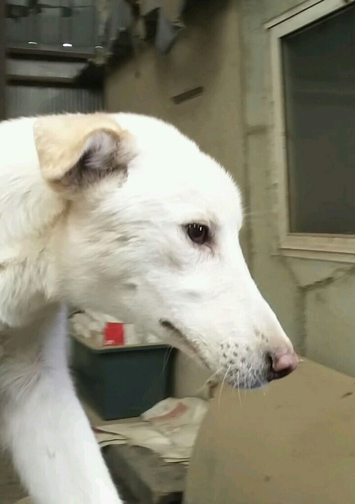똥강아지 이미지