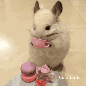 친칠라가 식사하는 모습 ㄷㄷ.gif | 인스티즈