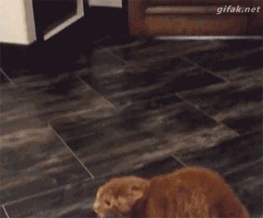 처음 느끼는 공포.gif | 인스티즈