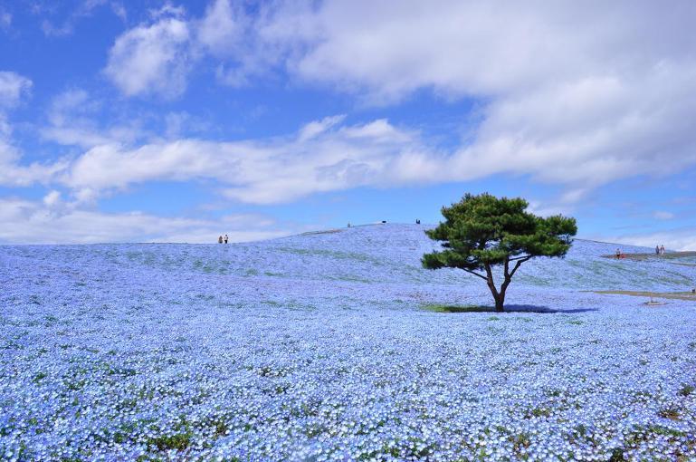 환상적인 일본의 히타치 해변공원 | 인스티즈