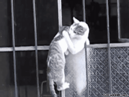 아깽이 데리고 가는 엄마고양이.gif | 인스티즈