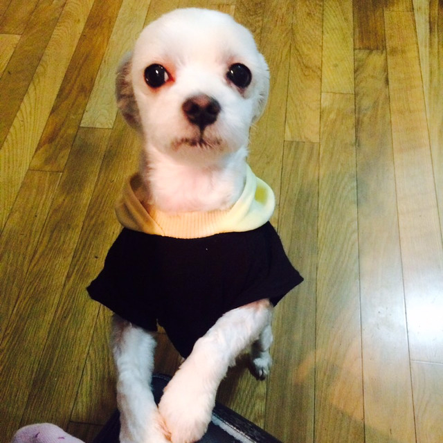 광명시도덕산 에서 잃어버린 몽쉘이..(말티즈,수컷,4살) | 인스티즈