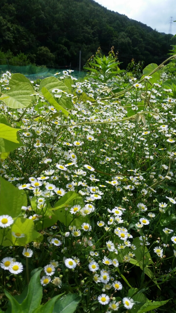 선암골 이미지