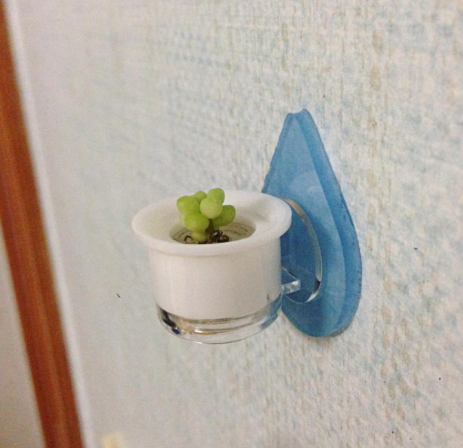 애완선인장 이미지