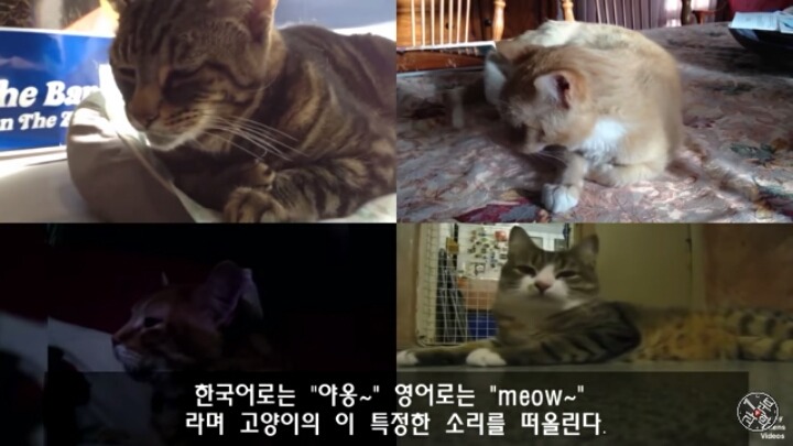 고양이가 "야옹~"하고 우는 이유는?? | 인스티즈