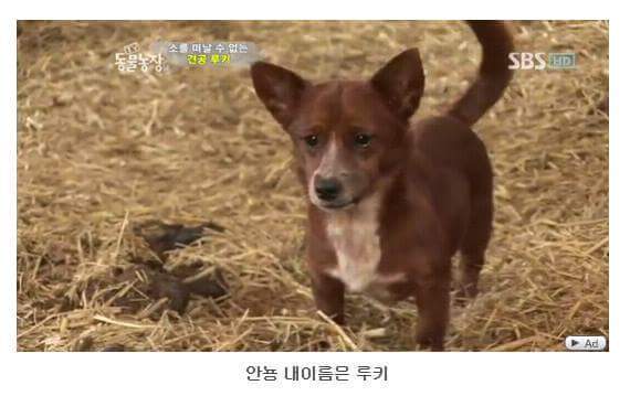 소를 어미라고 생각하는 강아지 | 인스티즈