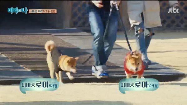 [마리와나] 약 빨고 쓰는 거 같은 마리와 나 자막ㅋㅋㅋㅋㅋㅋㅋㅋ | 인스티즈