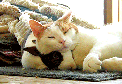 한 지붕 아래 같이 사는 토끼와 냥이.gif | 인스티즈