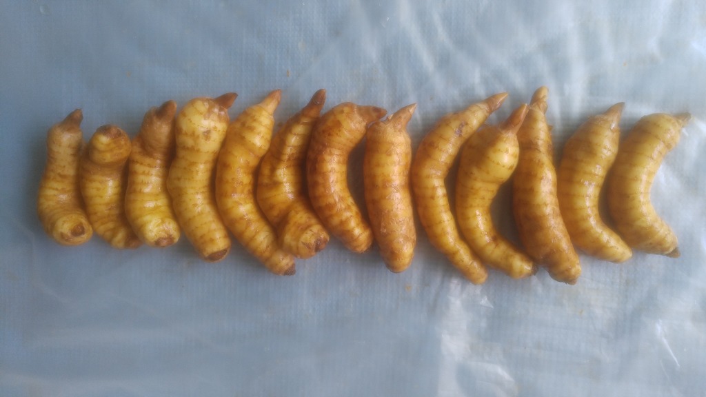 천마통신 이미지