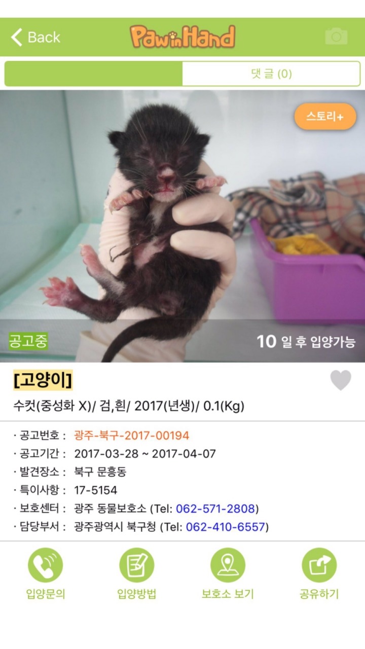 아기길냥이 구조를 함부로 하면 안되는 이유 | 인스티즈