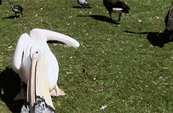 비둘기 잡아먹는 펠리컨.gif | 인스티즈