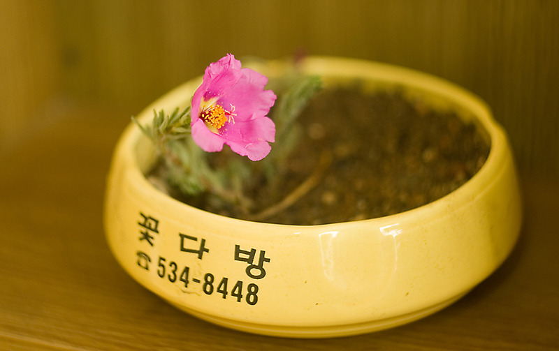 꽃다방 이미지