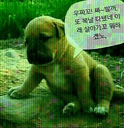 다 이미지
