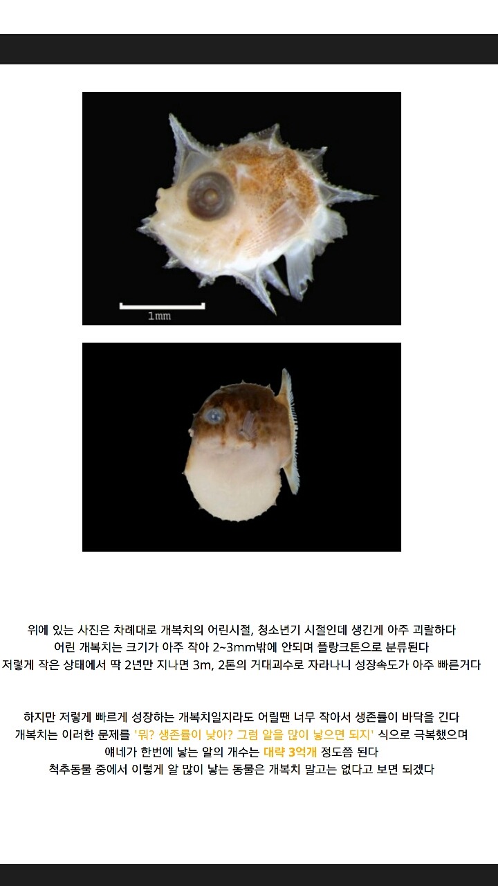 개복치가 죽는 진짜이유 | 인스티즈