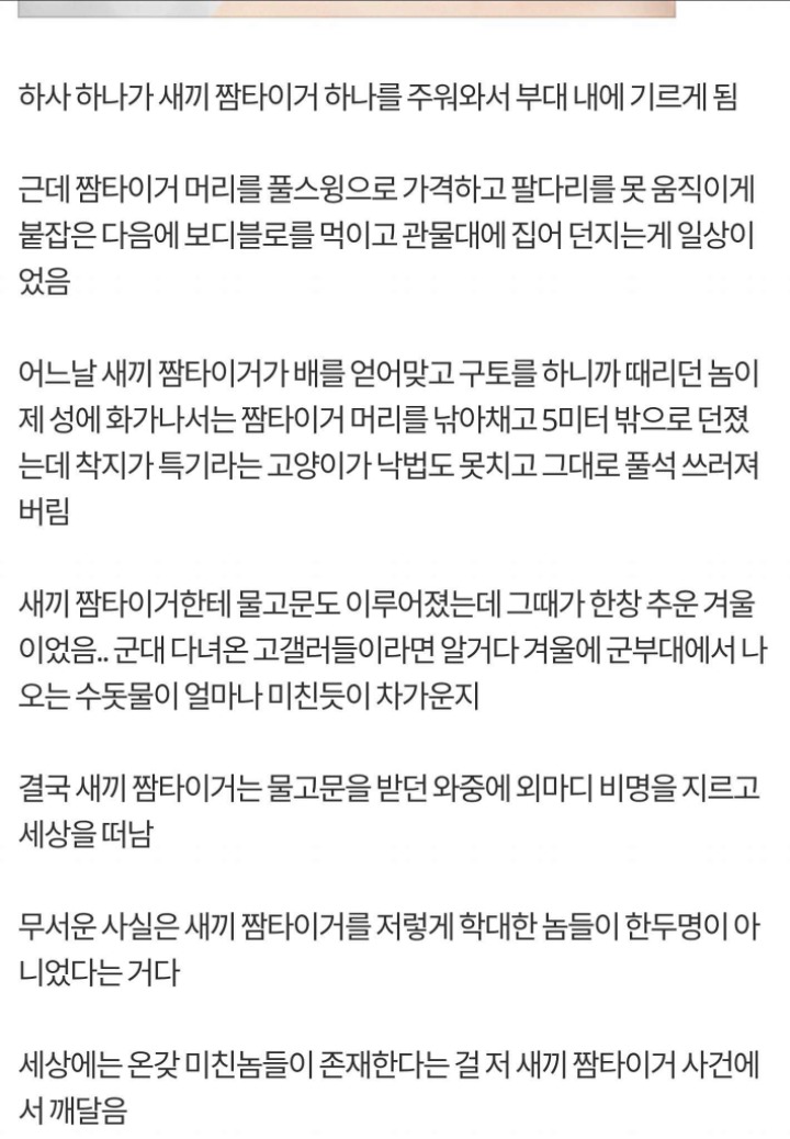 군대에서 빈번하게 일어나는 고양이 학대 (혐오주의) | 인스티즈