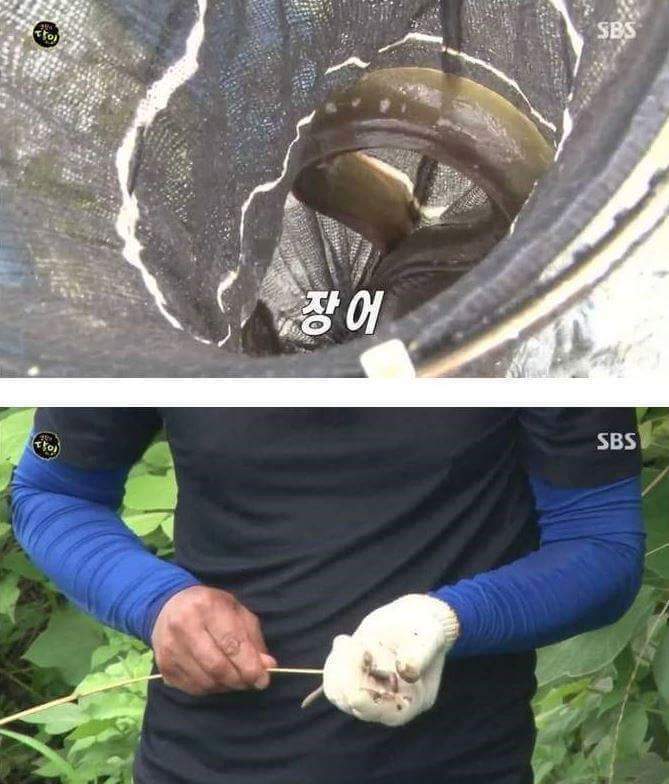 민물장어의 위엄 | 인스티즈