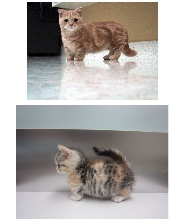 고양이 계의 웰시코기.jpg | 인스티즈