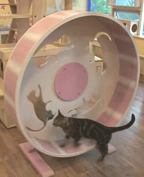 나른함과 귀찮음을 보여주는 고양이들 .gif | 인스티즈