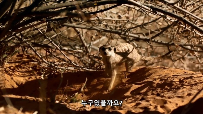 까마귀의 지능에 대한 고찰.jpg | 인스티즈
