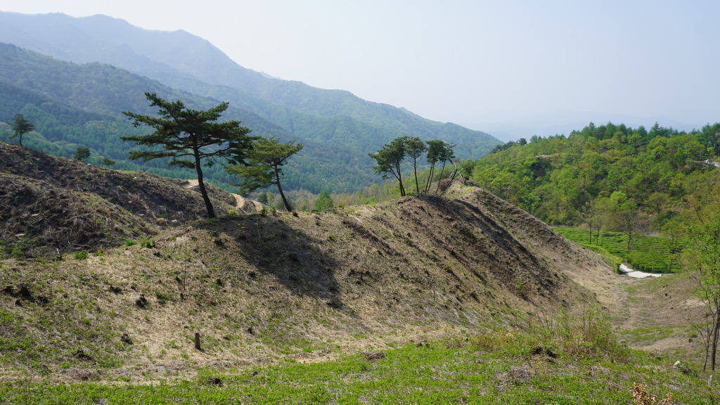 개금약초 이미지