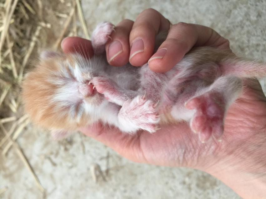 새끼 고양이.jpg | 인스티즈