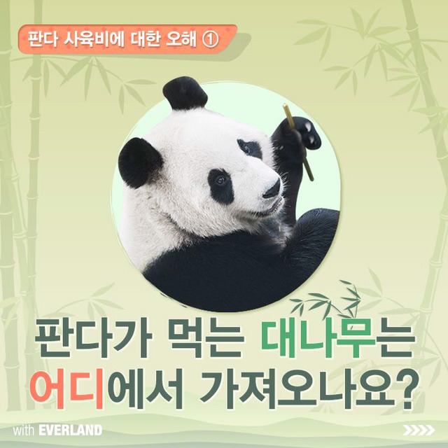 판다는 먹이값만 수백억이 들어간다? 판다의 진실.jpg | 인스티즈