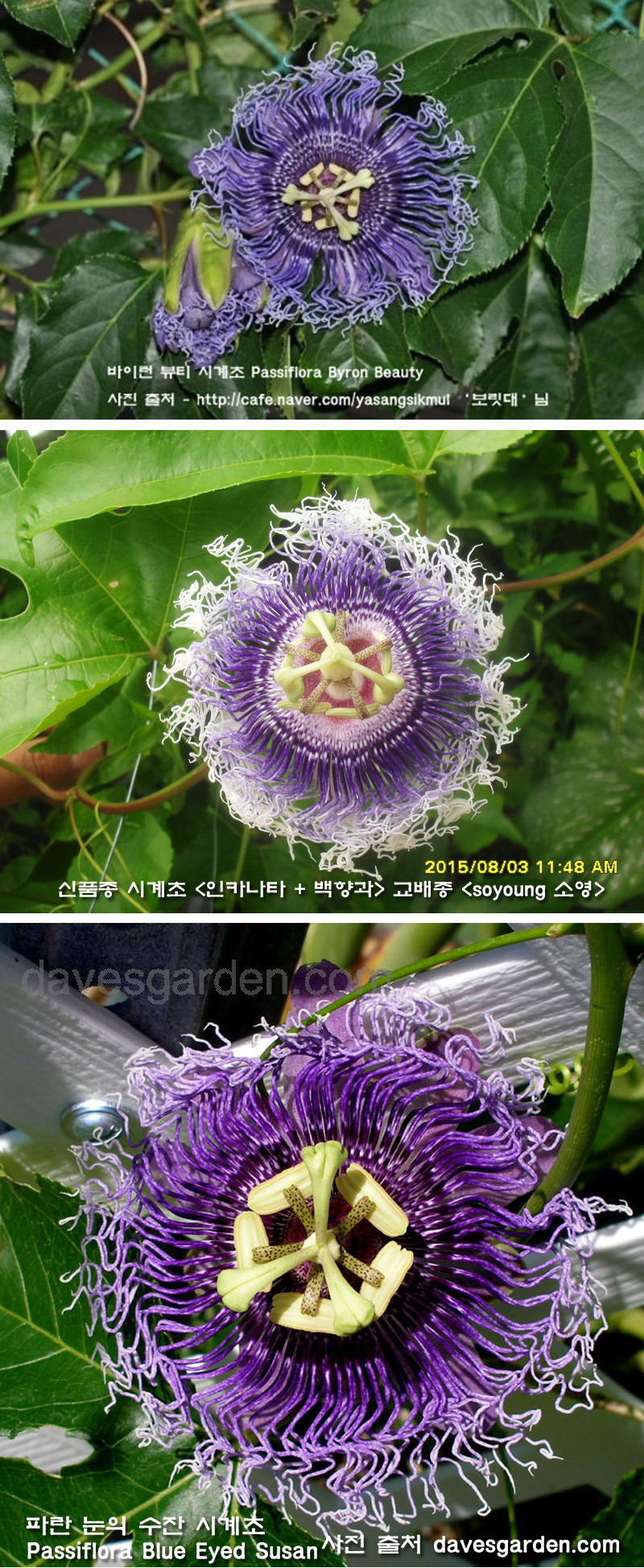 뷰티young 이미지