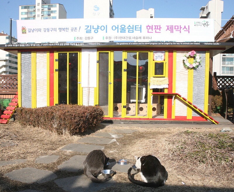 냥!! 한국 최초로(?) 고양이들을 위한 쉼터가 생겼다옹~ㅇㅅㅇ)/ .jpg | 인스티즈