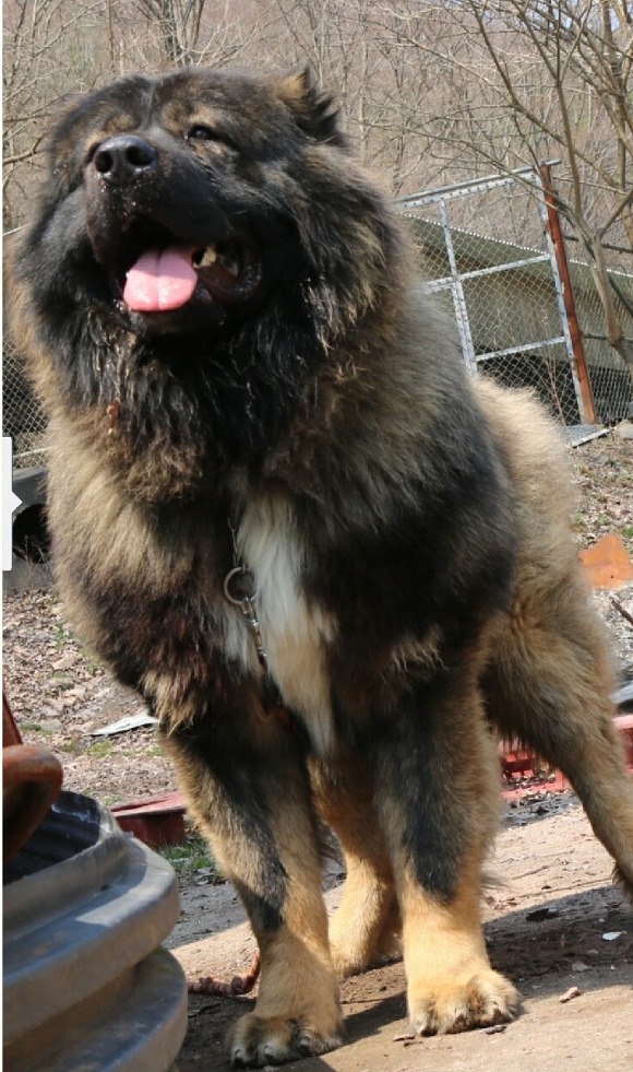 국내에서도 은근 많이 키우는 대형견들 | 인스티즈
