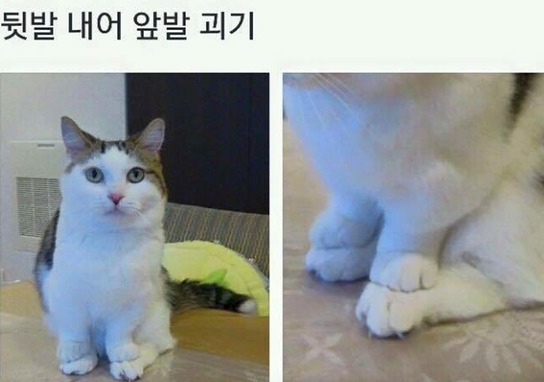 알수없는 고양이의 행동 | 인스티즈