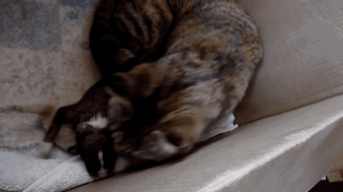 갓 태어난 강아지를 본 고양이.gif | 인스티즈