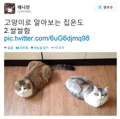 고양이로 알아보는 집 온도.twt | 인스티즈