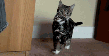 새끼 옮기는 고양이.gif | 인스티즈