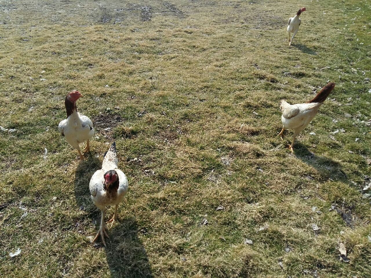 오랜만이닭 이미지