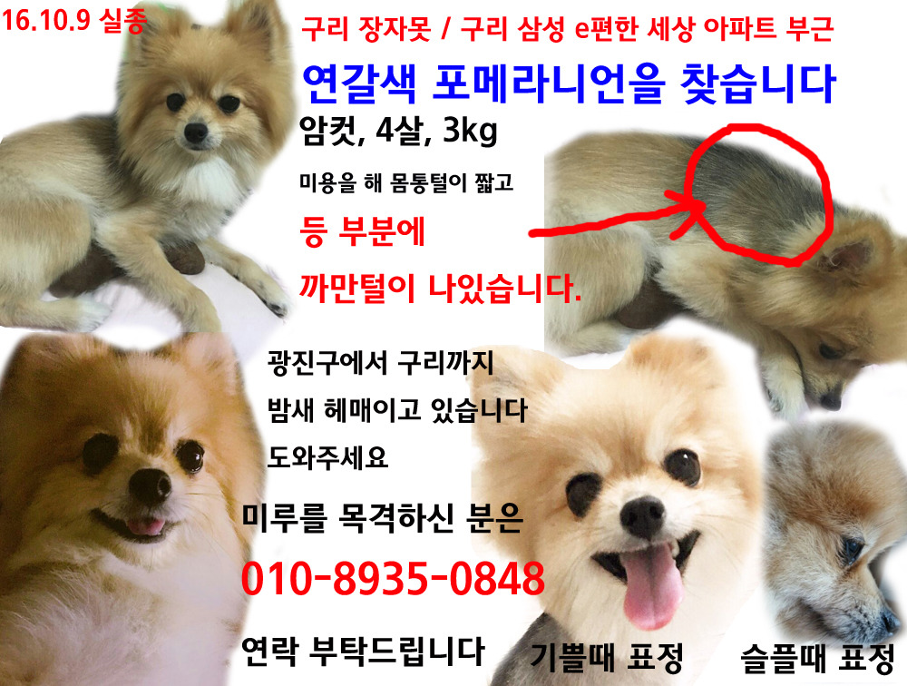 [기타] 구리시에서 강아지를 찾습니다.. 도와주세요 | 인스티즈