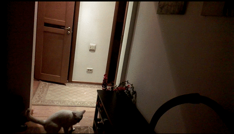고양이 키울때 꿀팁.gif | 인스티즈