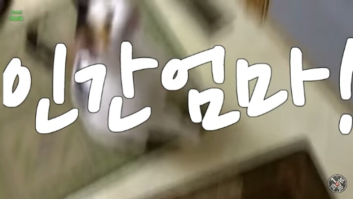 고양이가 "야옹~"하고 우는 이유는?? | 인스티즈