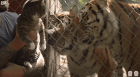 고양이의 허세 | 인스티즈