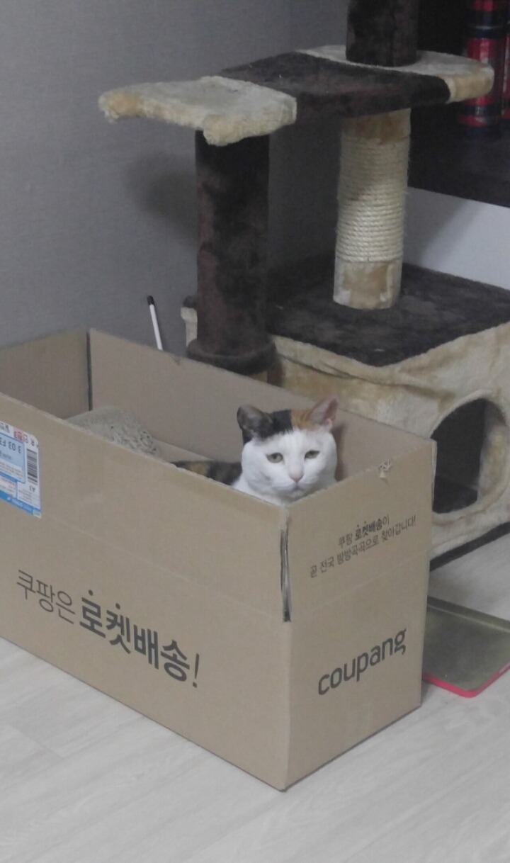 고양이과 종특 | 인스티즈