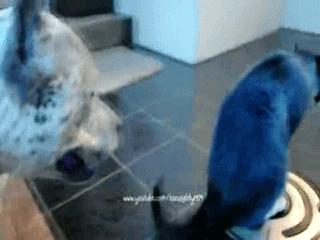 사기템 낀 고양이.gif | 인스티즈